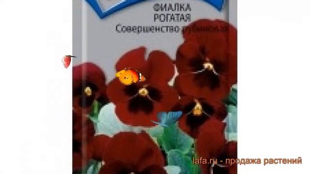 Фиалка рогатая Совершенство рубиновая ? обзор: как сажать, семена фиалки Совершенство рубиновая смотреть онлайн
