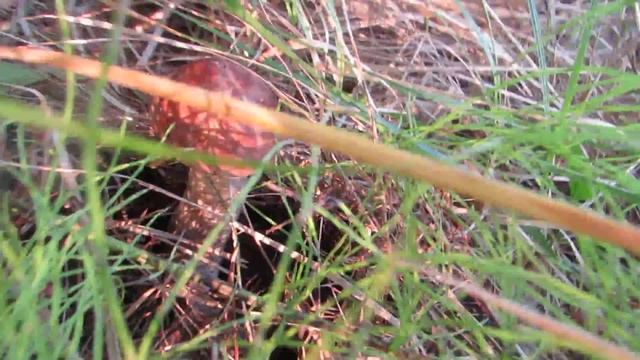 Подберезовики снова лезут смотреть онлайн