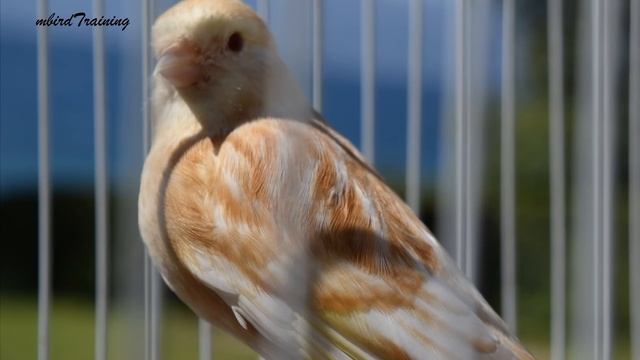 Canary Singing Video - Canary Training Song 58 Minutes