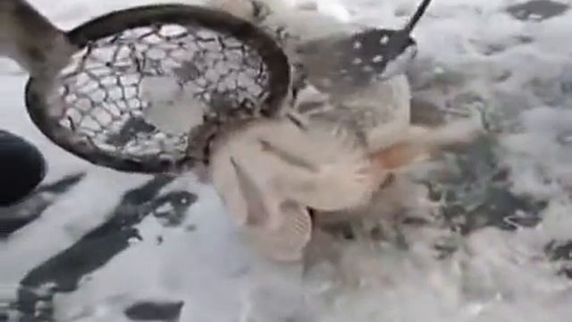 Ловля и вываживание крупной щуки смотреть онлайн