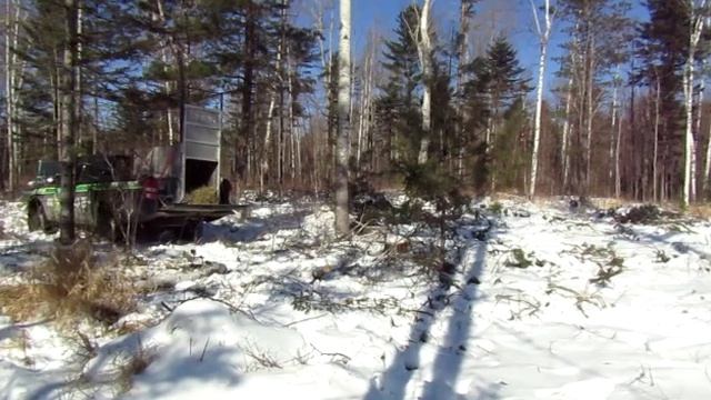 Выпуск тигрицы из Дальнереченского района в дикую природу смотреть онлайн
