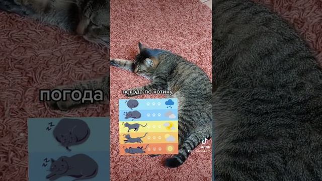 Как определить погоду по котику ? Пользуйтесь смотреть онлайн