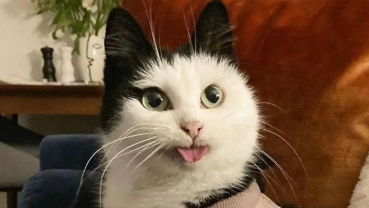 Я РЖАЛ ЦЕЛЫЙ ЧАС?ПОДБОРКА СМЕШНЫХ КОТОВ И СОБАК ДЛЯ ХОРОШЕГО НАСТРОЕНИЯ? #37 смотреть онлайн