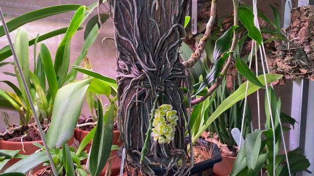 Цветение Chiloschista parishii смотреть онлайн