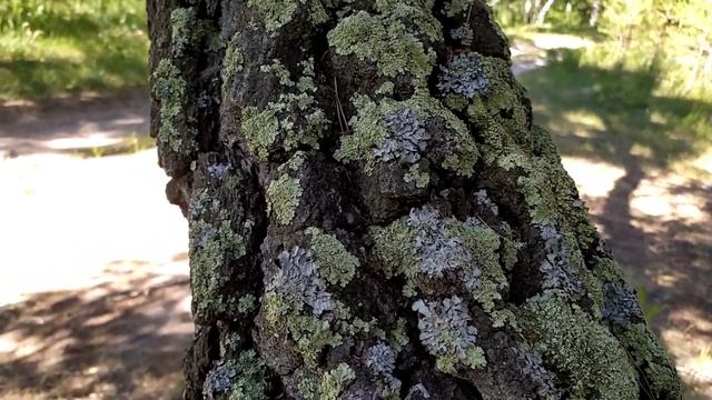 Видео для сна. Релакс. Лес рядом с нашим домом. смотреть онлайн