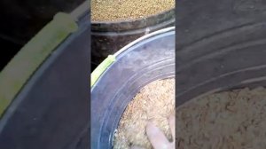 Комбикорм для маленьких поросят