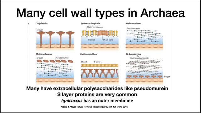 Microbial Cell Structure - Archaea Eukarya смотреть онлайн