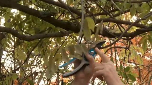 Vreewijk snoeicursus in praktijk deel 4: de natuurlijke wintertuin смотреть онлайн