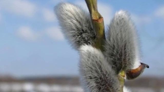 Сережка ольховая