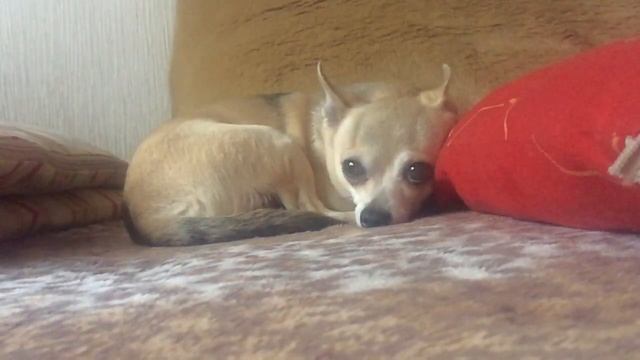 собака моргает 2 смотреть онлайн