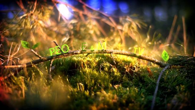 Приглашение на стрим смотреть онлайн