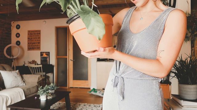 HOUSEPLANT SHOPPING || CHEAP LARGE INDOOR PLANTS смотреть онлайн