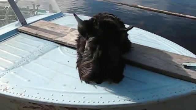 Скотти возмущается смотреть онлайн