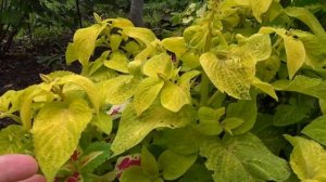 Колеусы.  Черенкование колеусов