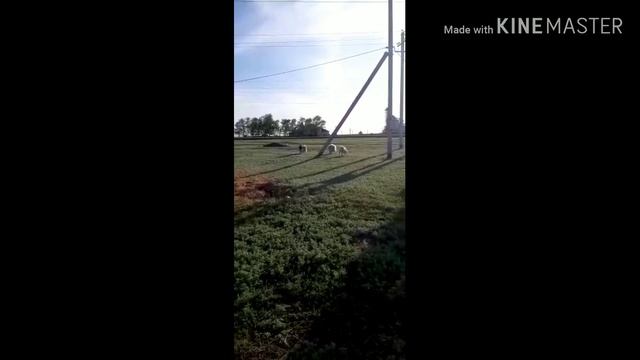 #Самый правильный#Выпаскоз# Выпас коз. смотреть онлайн