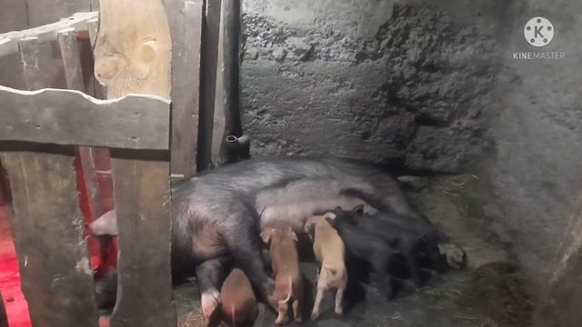 Что с хряком? Сколько весят поросята в возрасте 5 дней? смотреть онлайн