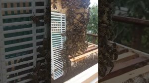 изоляция матки в период медосбора