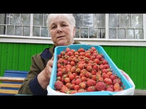 Целый день варила варенье из клубники и вишни