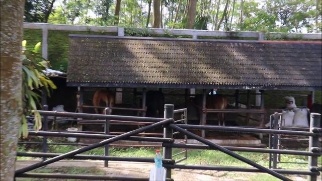 The Village Purwokerto | The Village Baturraden | Wisata Purwokerto The Village | Wisata Purwokerto смотреть онлайн