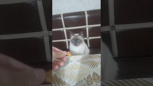 Нэйси наелась печенек #pets #милота #animals #cat #cool #кошка #кошки #beautiful #питомцы