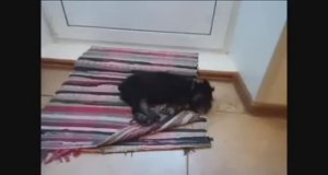 Мы решили купить цвергшнауцера. Покупка и первые шаги в новом доме