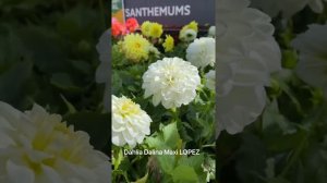 Георгины Низкорослые Современные Сорта с названиями! СУПЕРНОВИНКИ. Dwarf dahlias. London