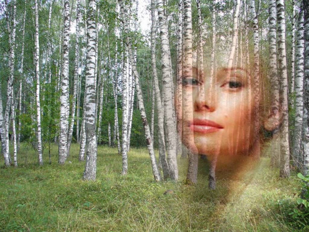 Белые берёзки. Евгений Мишенков. стихи Алексей Семёнов saman.