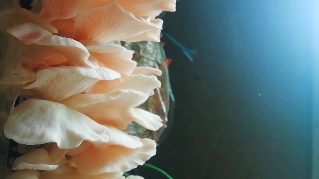Spore release by Pink Oyster mushroom смотреть онлайн