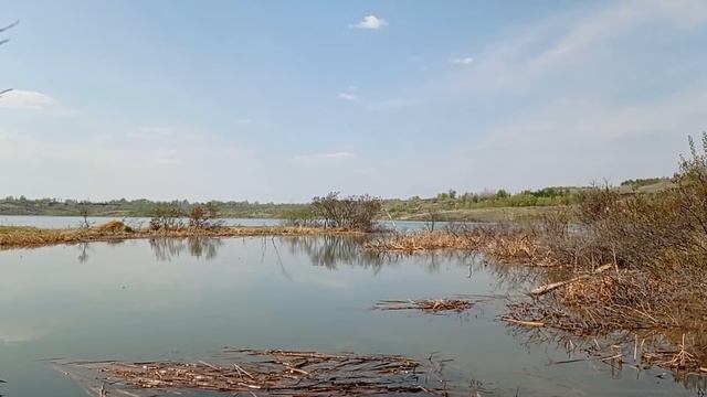 Пение озерных лягушек весной. Singing of lake frogs in spring. смотреть онлайн