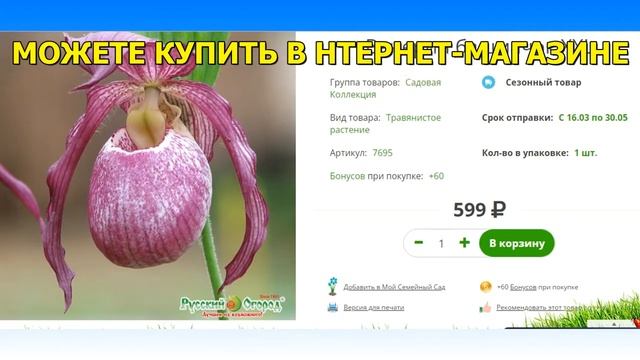 ОРХИДЕЯ ВЕНЕРИН БАШМАЧОК ПОЧТОЙ В 2022 ГОДУ смотреть онлайн