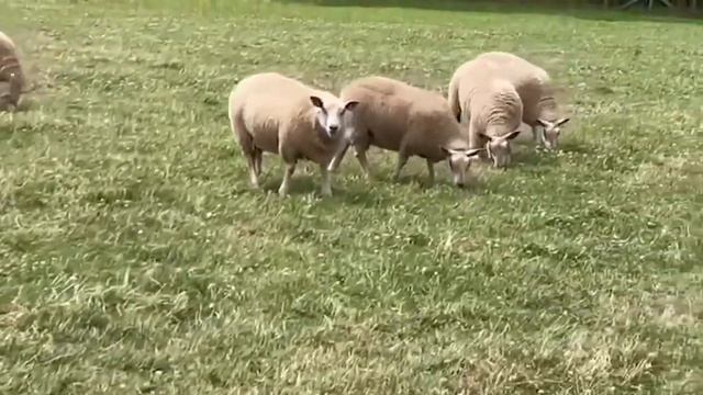 Главные преимущества овец Шароле! Где купить овец в России? Каких овец купить? Овцы Шароле смотреть онлайн