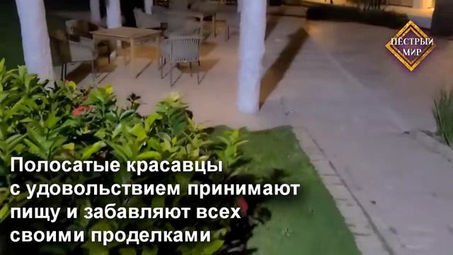 Экзотические животные, которые обитают в Мексике смотреть онлайн