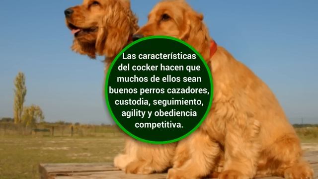 Raza de perros Cocker Spaniel смотреть онлайн