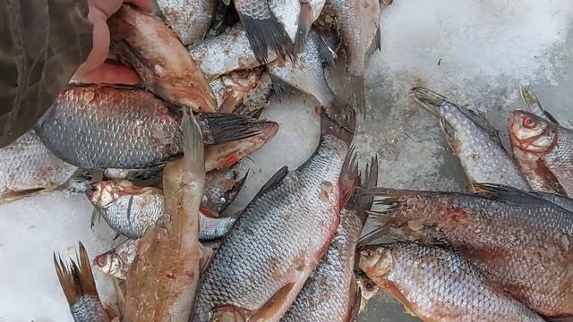 Рыба с Астрахани/ Осенний улов/ смотреть онлайн