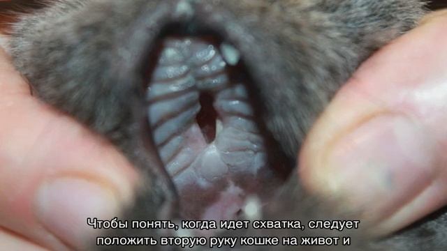 Как принимать роды у кошки в домашних условиях смотреть онлайн