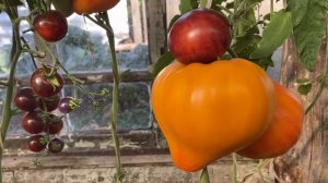 Томат «Всем на зависть».