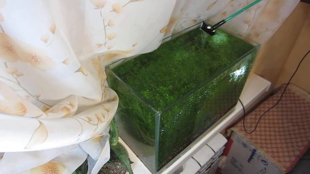 Чистка стенок аквариума смотреть онлайн