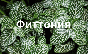 Как укоренить фиттонию.