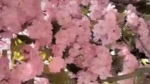 Необычная Япония