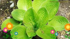 Хоста гибридная Банана кид. Краткий обзор, описание характеристик hosta banana kid