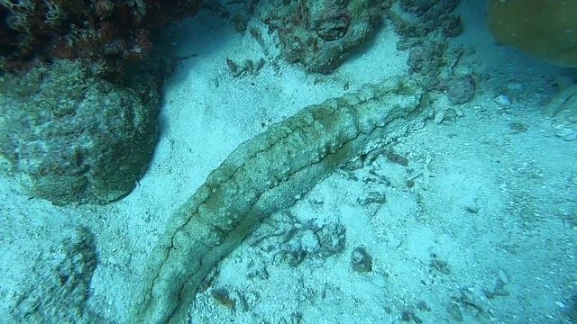 First dive_Maldives_Innahuura смотреть онлайн