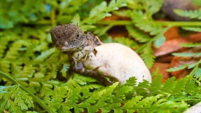 Семья из Австралии нашла в цветочном горшке яйца! Через день стало ясно, кому они принадлежат! смотреть онлайн
