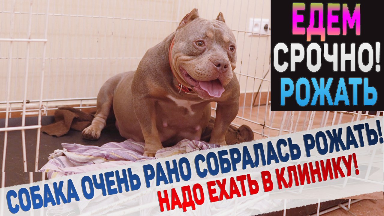 Роды у собаки начались раньше времени? Срочно едем в ветеринарную клинику! смотреть онлайн