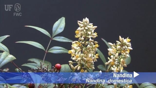 How to identify Nandina, Nandina domestica смотреть онлайн
