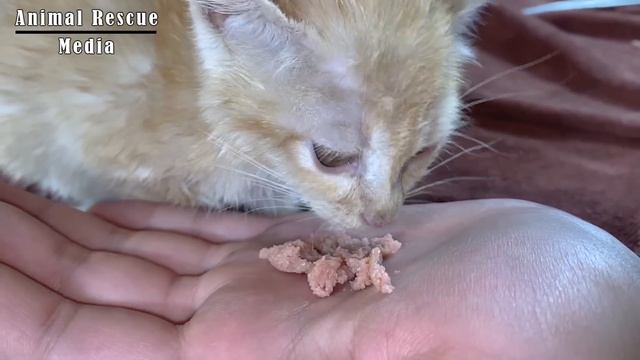 Kitten is Wary Of Passersby, I Adopted Him And Gave Him A Dream Home смотреть онлайн