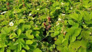 Земляника мелкоплодная из семян Барон Солемахер и Александрия