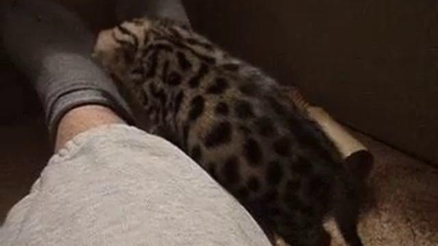 Бенгальский котенок ,ворзаст -месяц