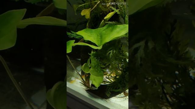 Plantas de Aquário: aprenda a adaptar plantas de jardim para a vida submersa! - parte 1 смотреть онлайн