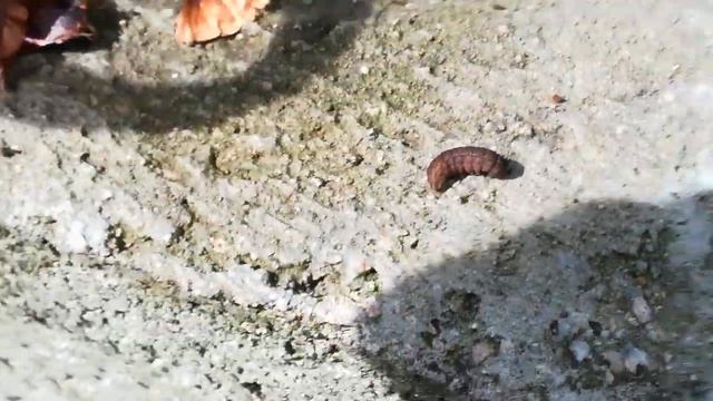 Ещё один вредитель! смотреть онлайн