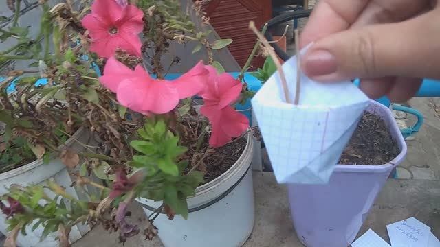 В чем я храню семена. Конвертики для семян. смотреть онлайн